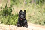 SCOTTISH TERRIER 223